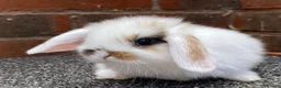 Mini Lop rabbits for sale: STINNING PURE BREED MINI LOPS AMAZING COLOURS - Advert 16