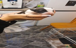 Border Collie dogs for sale: My babies  - Image 13