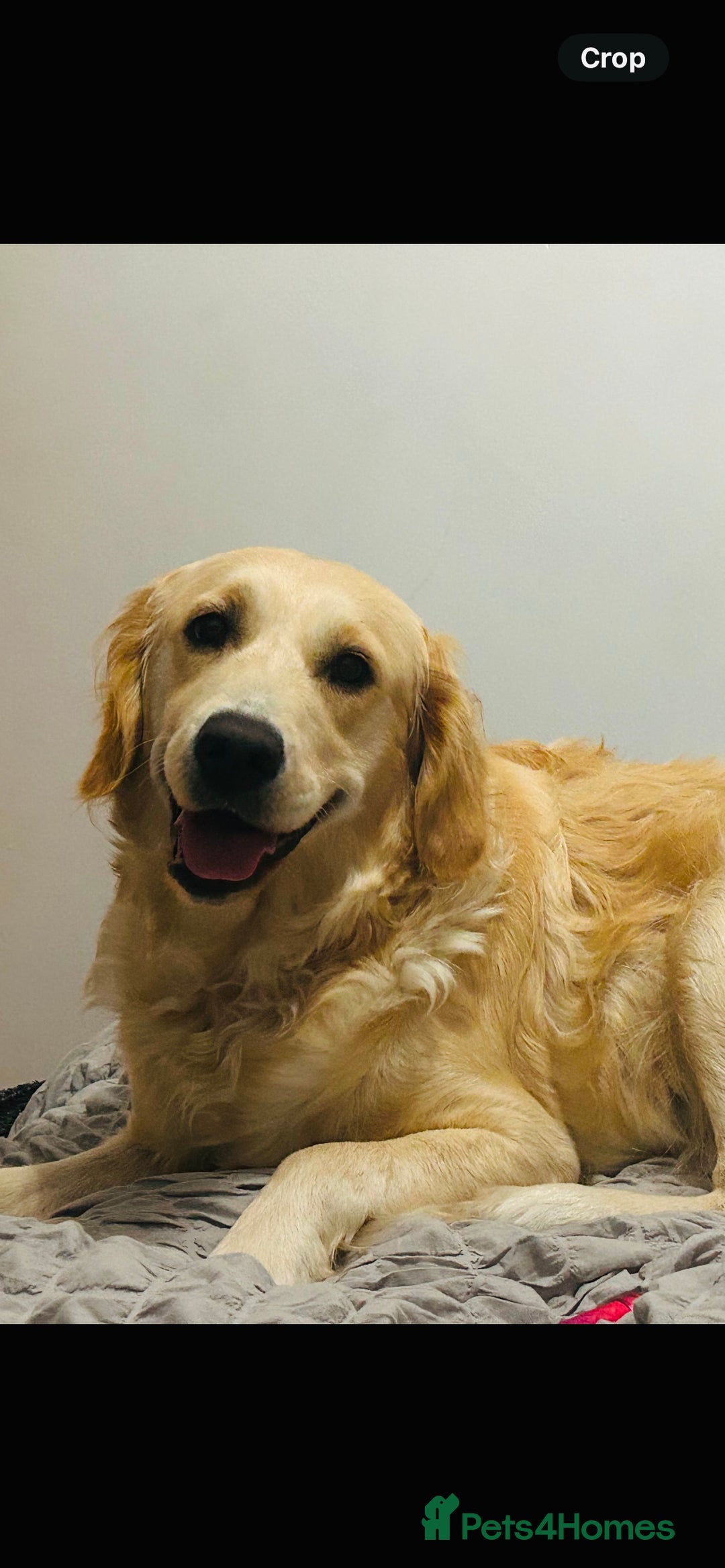 Golden Retriever dogs for sale: 5 golden retriever puppies  - Advert 1