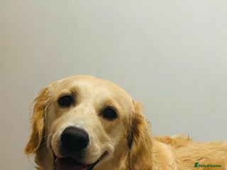 Golden Retriever dogs 5 golden retriever puppies - Advert 2