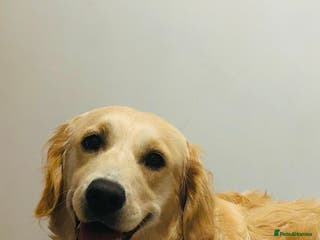 Golden Retriever dogs 5 golden retriever puppies - Advert 12