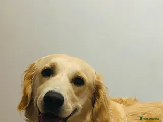 Golden Retriever dogs 5 golden retriever puppies - Advert 14