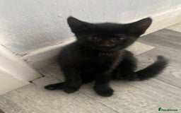 Mixed Breed cats for sale: 2 KITTENS FOR SALE🥰😍 - Image 9