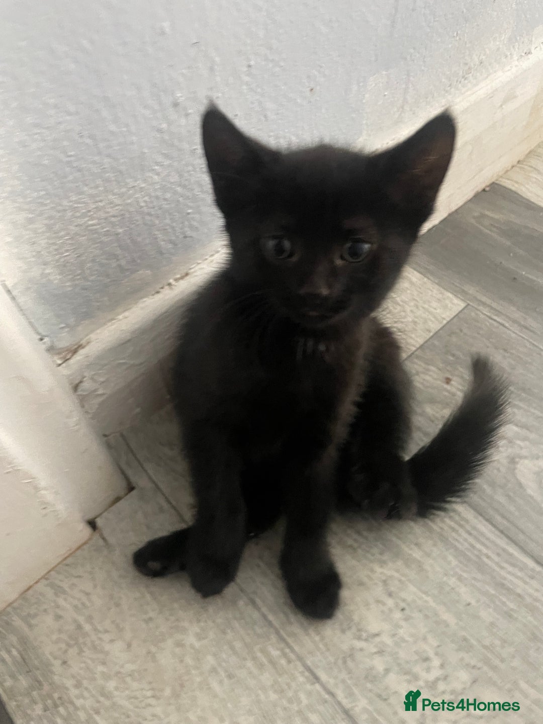 Mixed Breed cats for sale: 2 KITTENS FOR SALE🥰😍 - Image 9