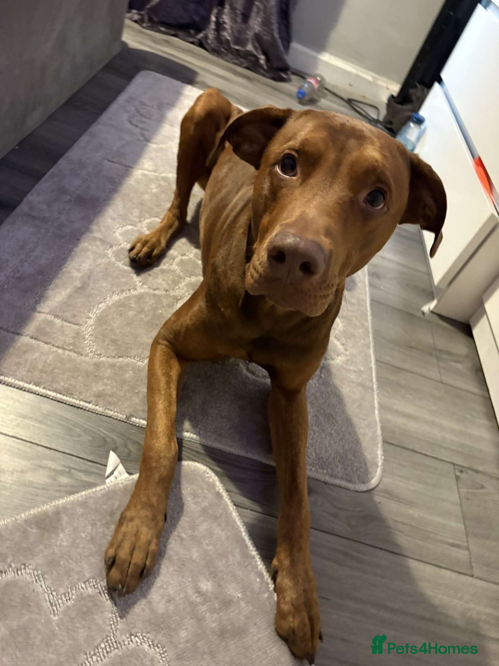 Mixed Breed dogs Doberman x mastiff  - Advert 3