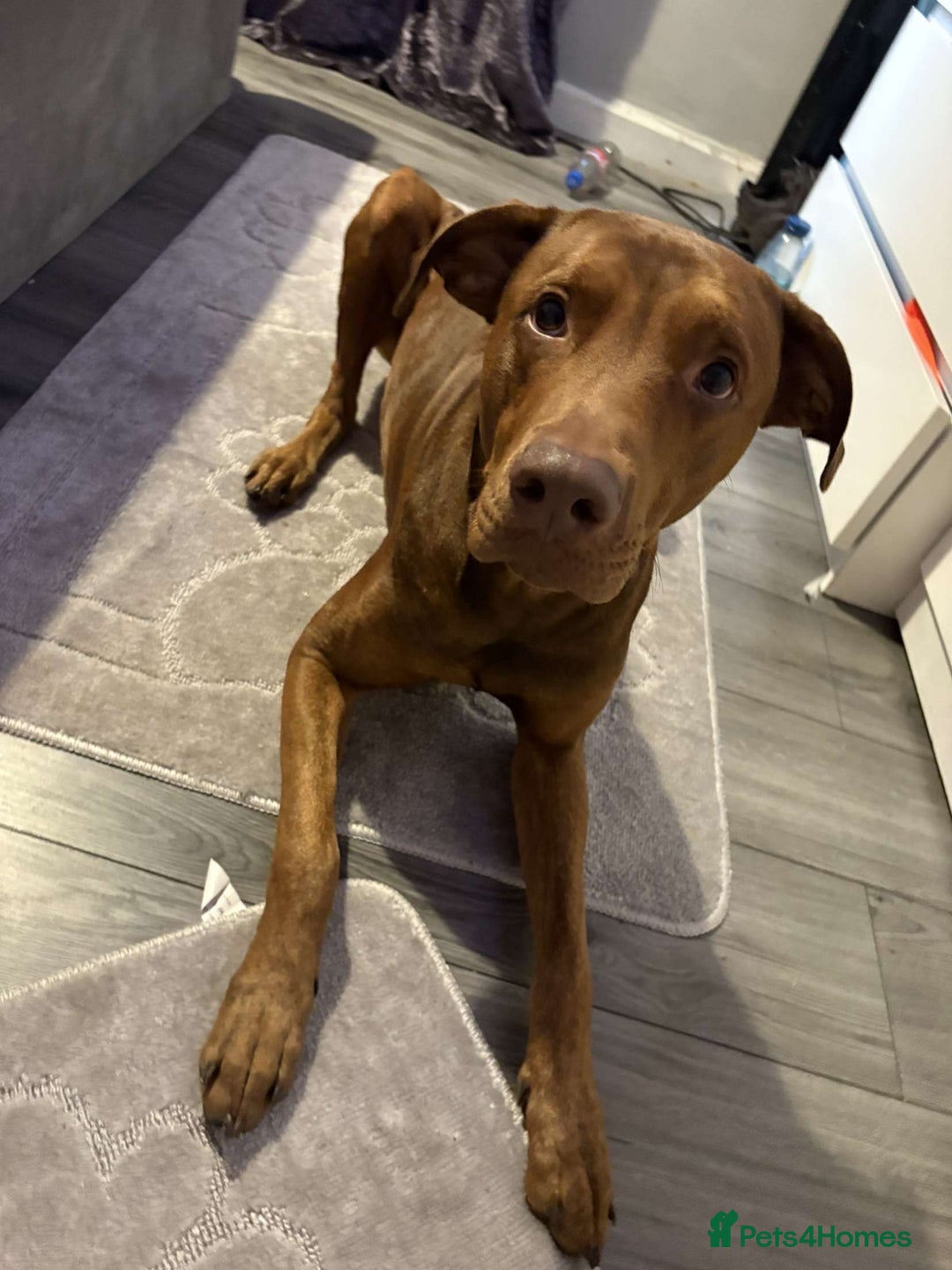 Mixed Breed dogs for sale: Doberman x mastiff  - Advert 1