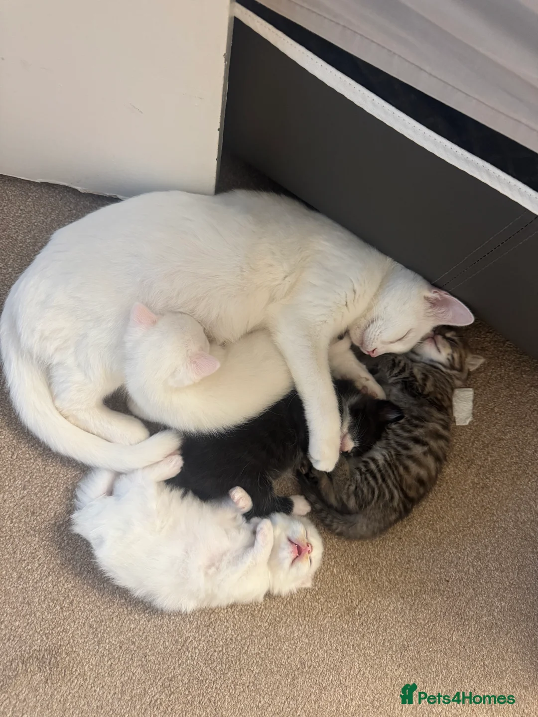 British Longhair cats for sale: Gorgeous Pure White Kitten Ready to Leave in Gravesend - Advert 5