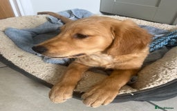 Golden Retriever dogs for sale: Beautiful Male KC Golden Retriever Puppy - Image 8