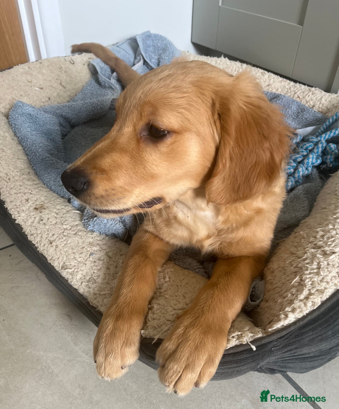 Golden Retriever dogs for sale: Beautiful Male KC Golden Retriever Puppy - Image 8