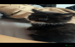 Mixed Breed cats for sale: Loveable Kittens - Advert 4