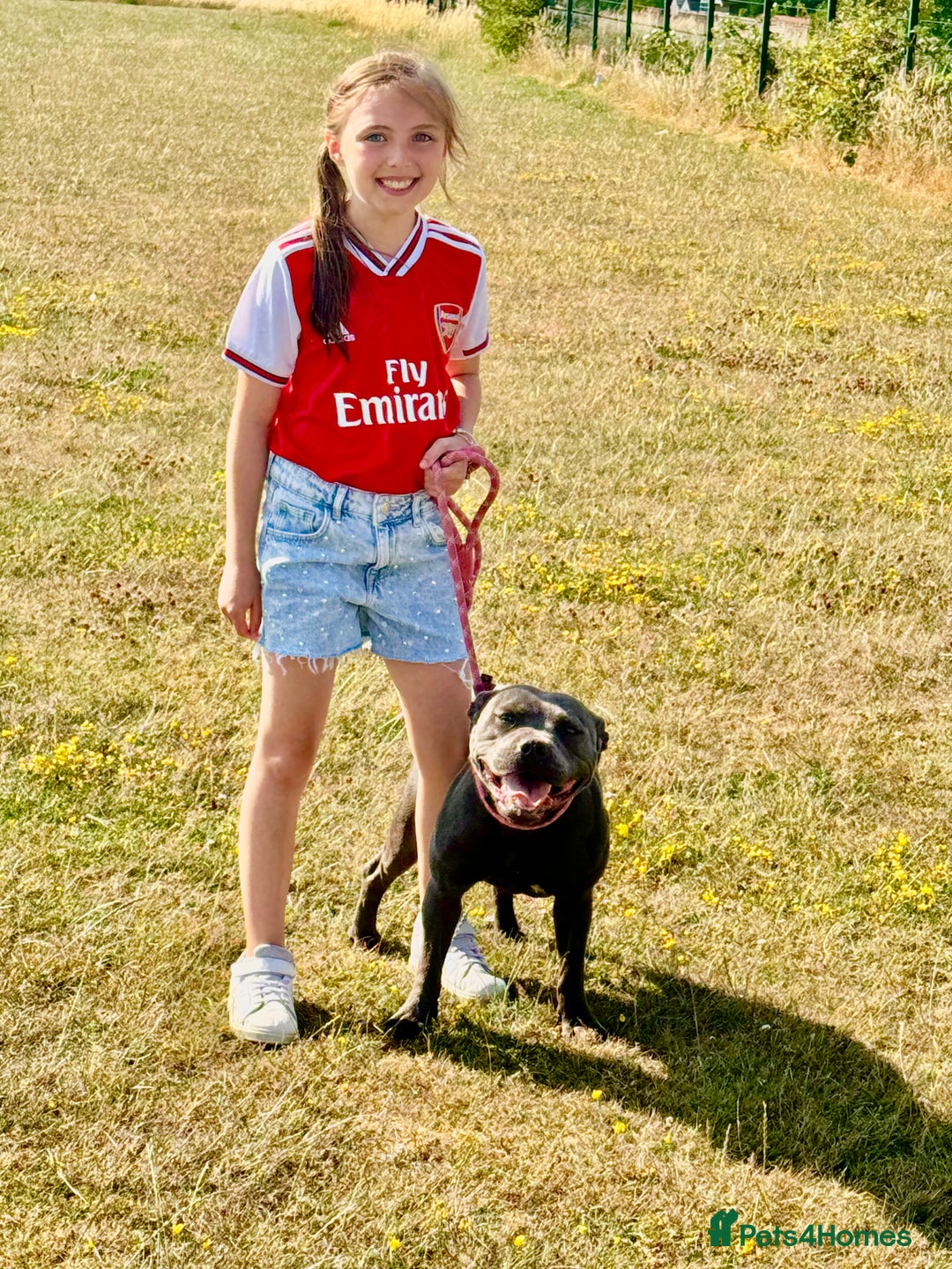 Staffordshire Bull Terrier dogs for sale: staffordshire bull terrier female  - Image 2
