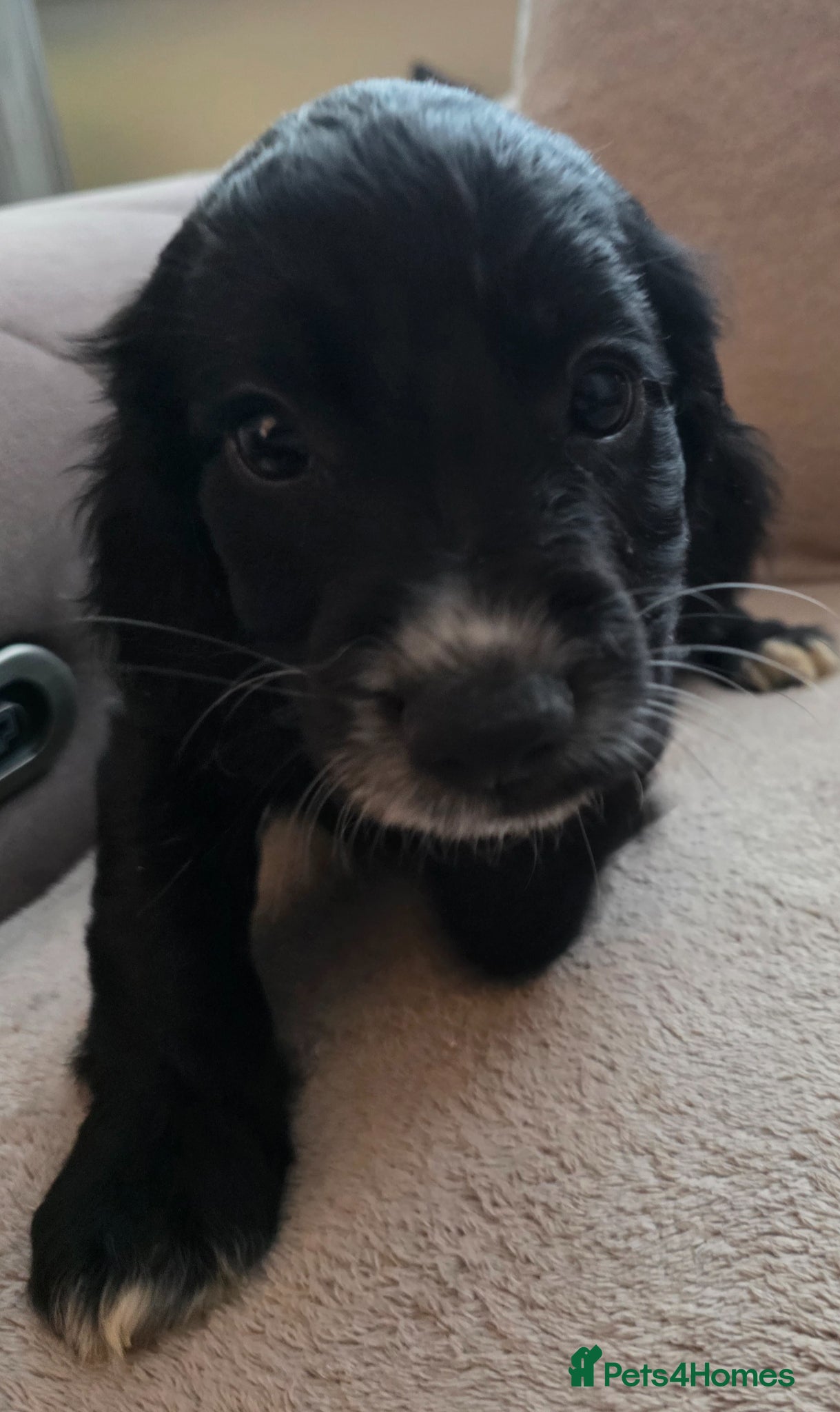 Cocker Spaniel dogs Last boy ready to leave  - Advert 1