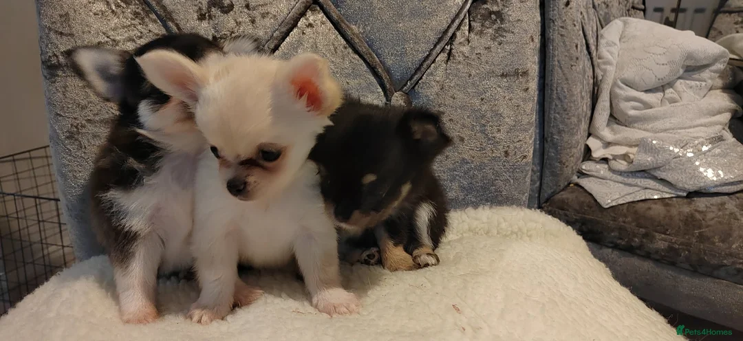 Chihuahua dogs for sale: Very beautiful husky markings chihuahua for sale - Advert 21