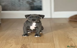Mixed Breed dogs for sale: Staff x cane corso merle and grey pups for sale  - Image 4