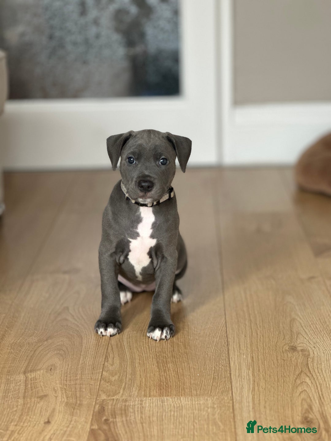 Mixed Breed dogs for sale: Staff x cane corso merle and grey pups for sale  - Image 4