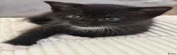 Mixed Breed cats for sale: Kittens Looking for Their Forever Homes!  - Advert 26