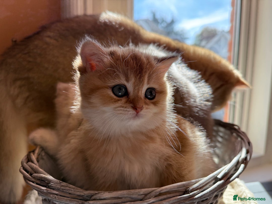 British Shorthair cats for sale: Champion line golden BSH - Image 4