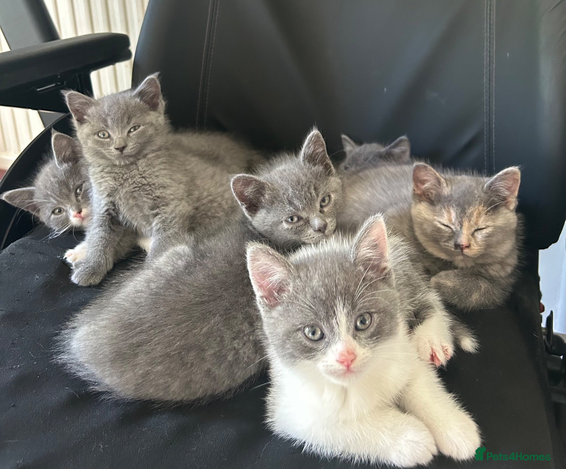 British Shorthair cats 7 British Shorthair Kittens for sale - Advert 3