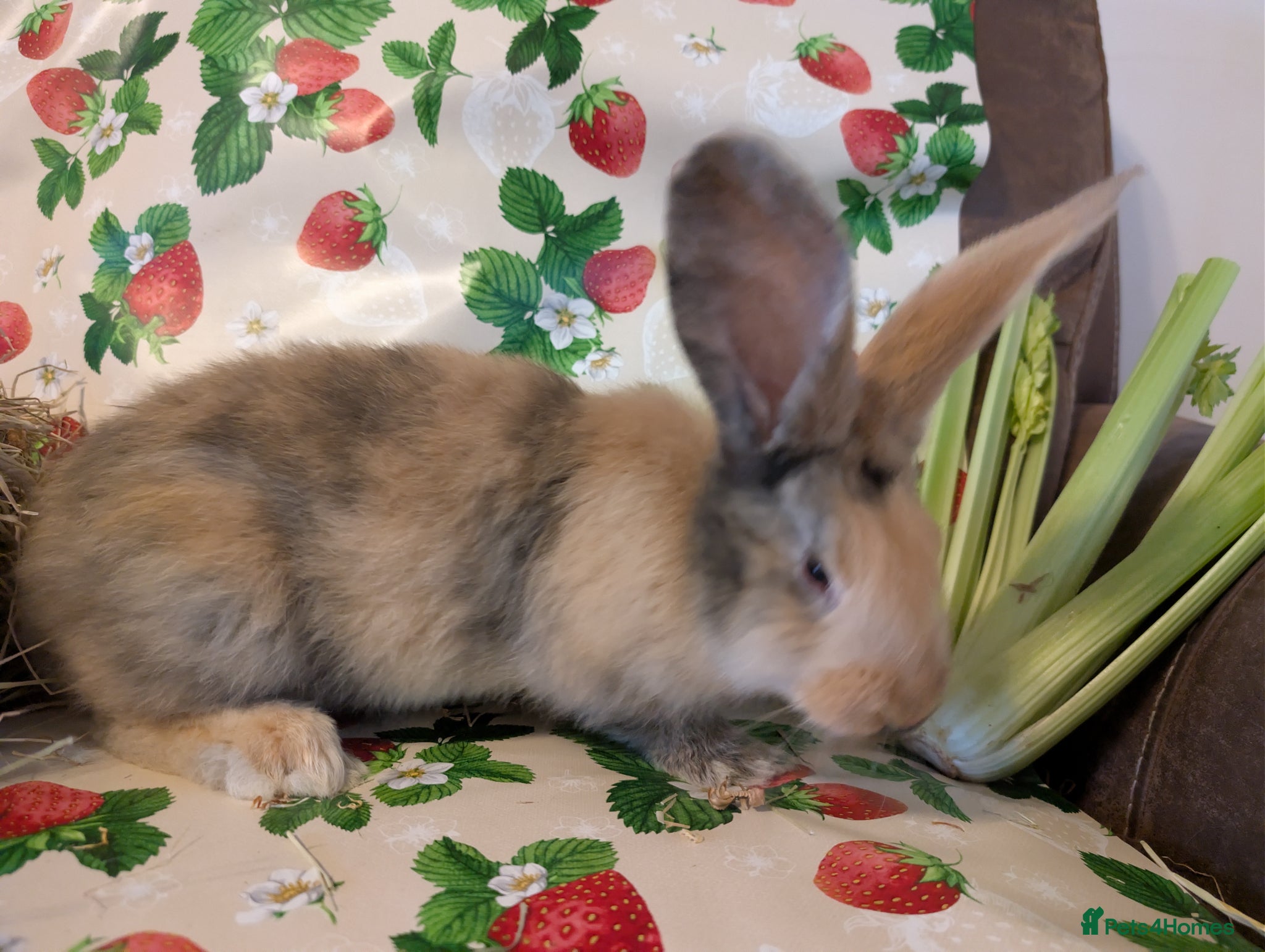 Continental Giant rabbits Continental giant  - Advert 6