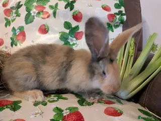 Continental Giant rabbits Continental giant - Advert 6