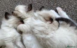 Ragdoll cats for sale: Adorable Ragdoll Kittens - Image 32