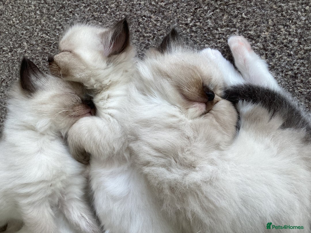 Ragdoll cats for sale: Adorable Ragdoll Kittens - Image 32