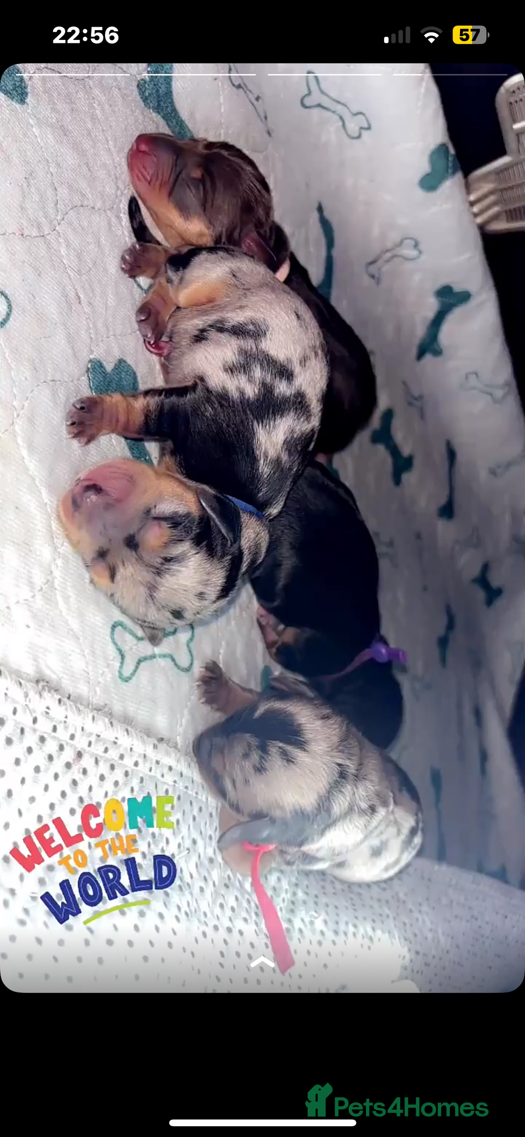 Miniature Dachshund dogs for stud: Mini Dachshund proven stud - Jelly - Image 6