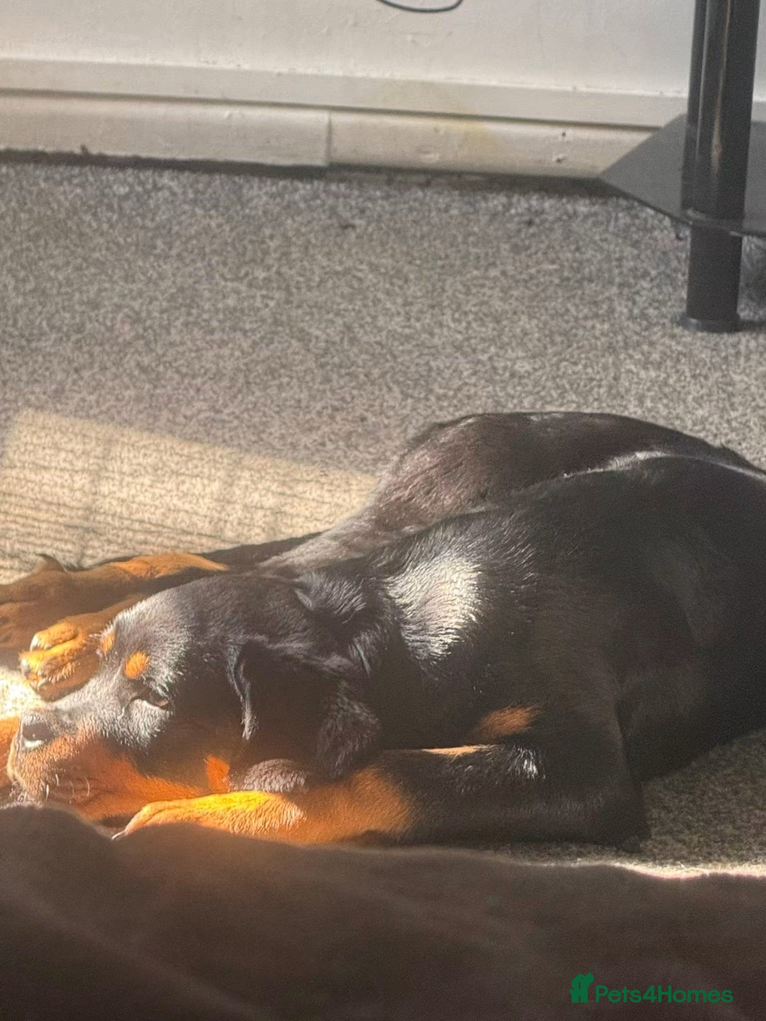 Rottweiler dogs Bambi - Advert 4