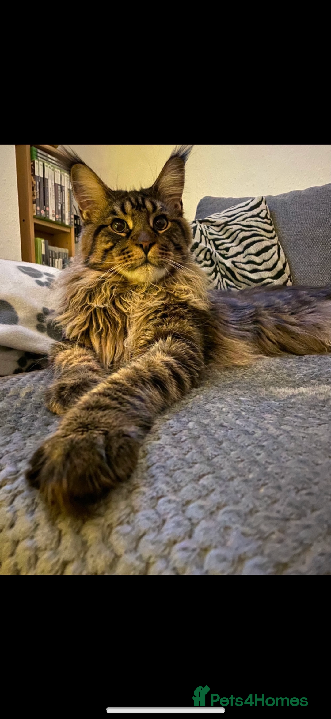 Mixed Breed cats for sale: Stunning Maine Coon x Norwegian Forest Kittens  - Image 17