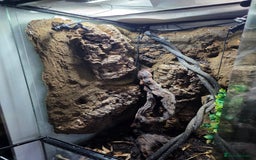 Gecko reptiles for sale: Crested Gecko Full Setup - Advert 2