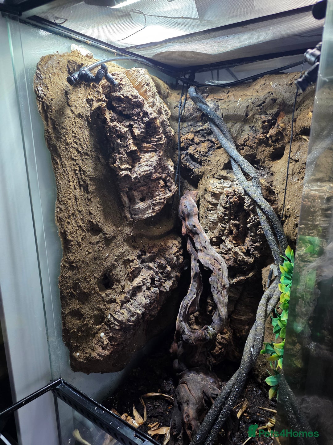 Gecko reptiles for sale: Crested Gecko Full Setup - Advert 2
