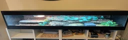 Bearded Dragon reptiles for sale: Bearded dragon complete with full set up in Romford - Advert 4