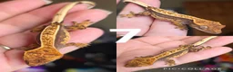 Gecko reptiles for sale: Baby, juvenile & 2 adult crested geckos for sale  - Advert 7