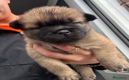 Mixed Breed dogs for sale: Frenchie X Chow Chow  - Image 4