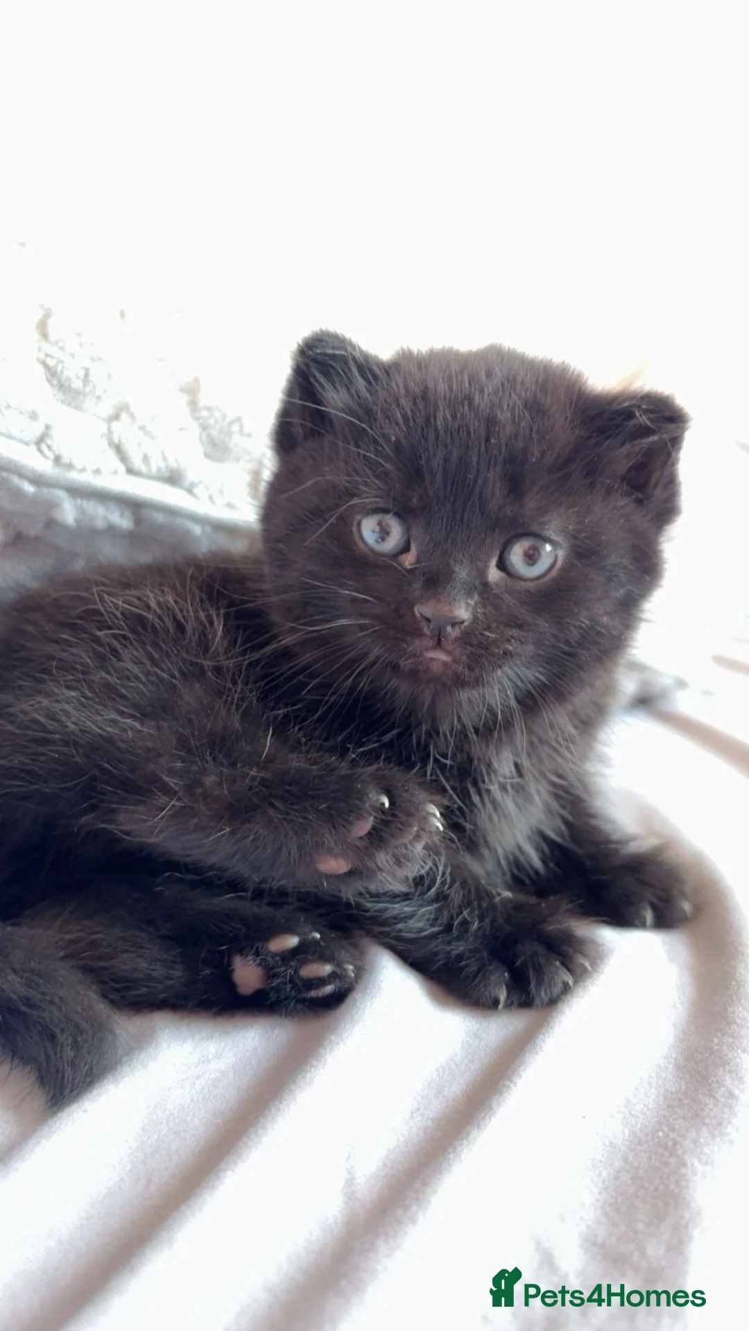 British Shorthair cats for sale: British short hair - Advert 1