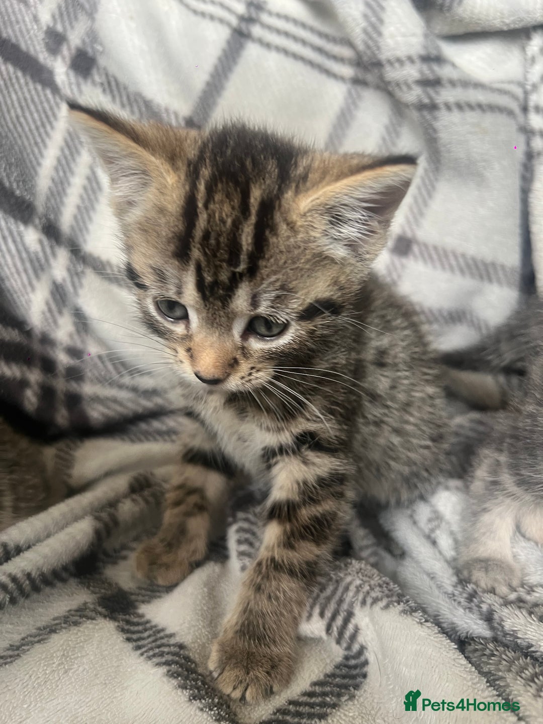 Mixed Breed cats for sale: chunky kittens - Image 12