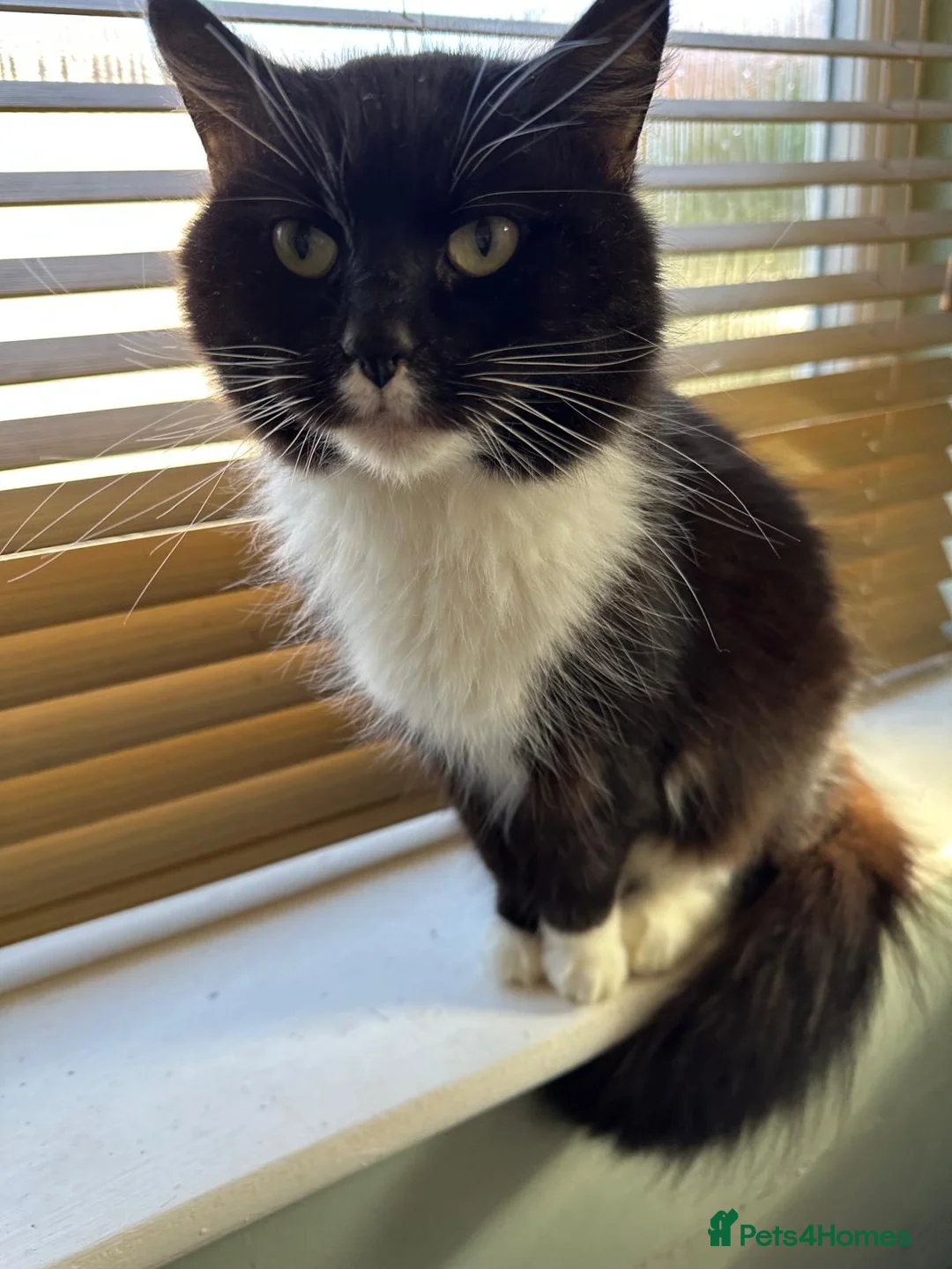 Mixed Breed cats for sale: Cats  **  in Cheadle - Advert 1