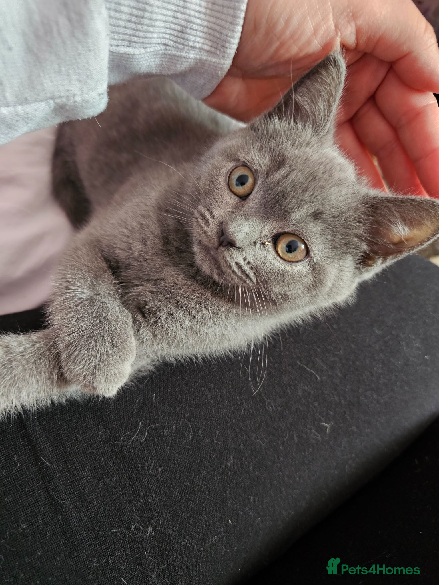 Mixed Breed cats Beautiful British Shorthair Blue Kittens - Advert 1