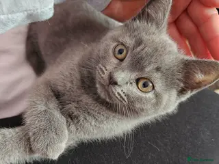 Mixed Breed cats Beautiful British Shorthair Blue Kittens - Advert 16