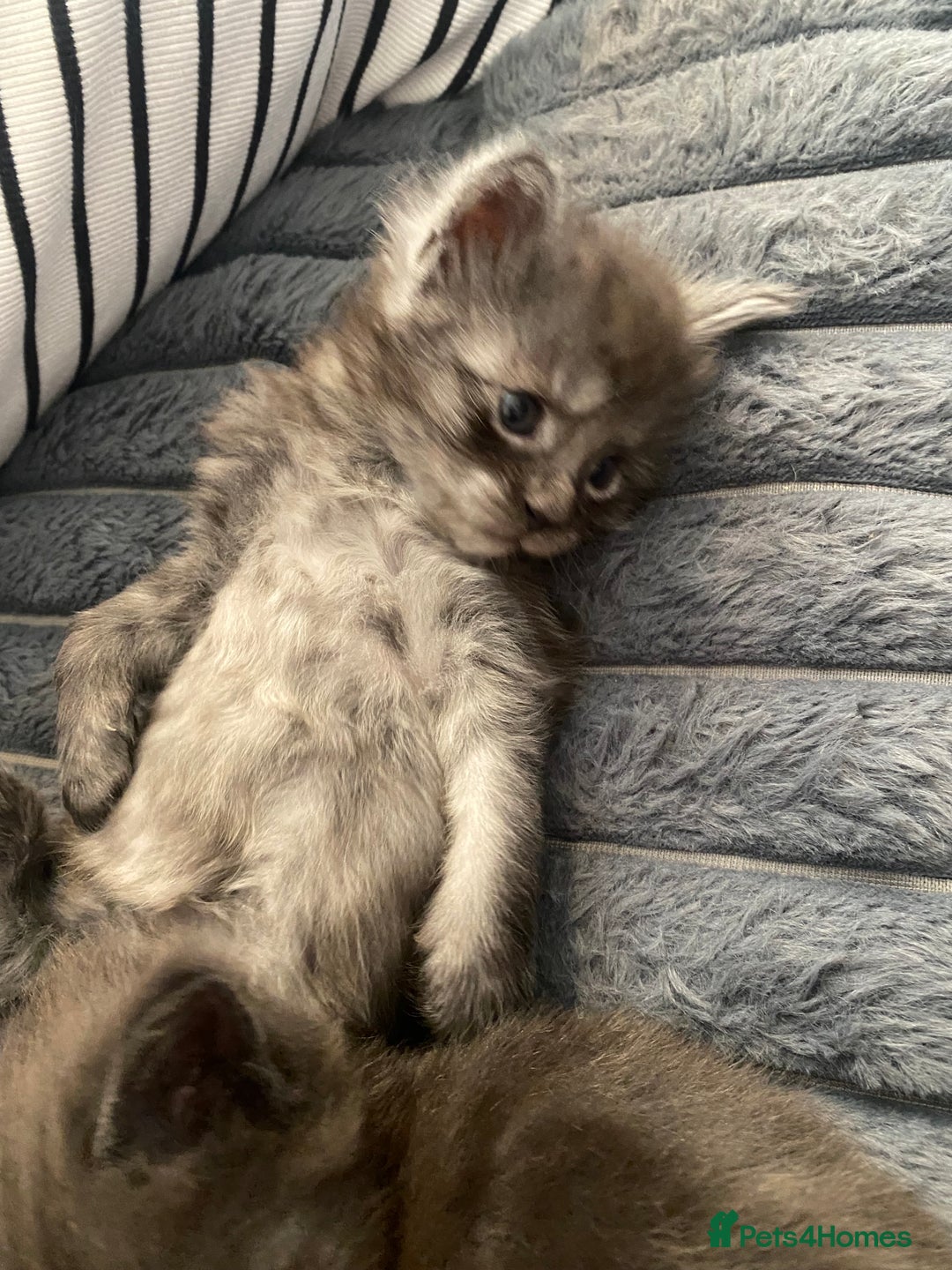 Maine Coon cats for sale: Maine Coon kittens  - Image 17