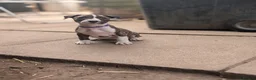 English Bull Terrier dogs for sale: Working and Sporting English Bull Terriers  - Advert 11
