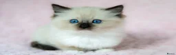 Ragdoll cats for sale: Stunning Ragdolls Ready Now. - Advert 1