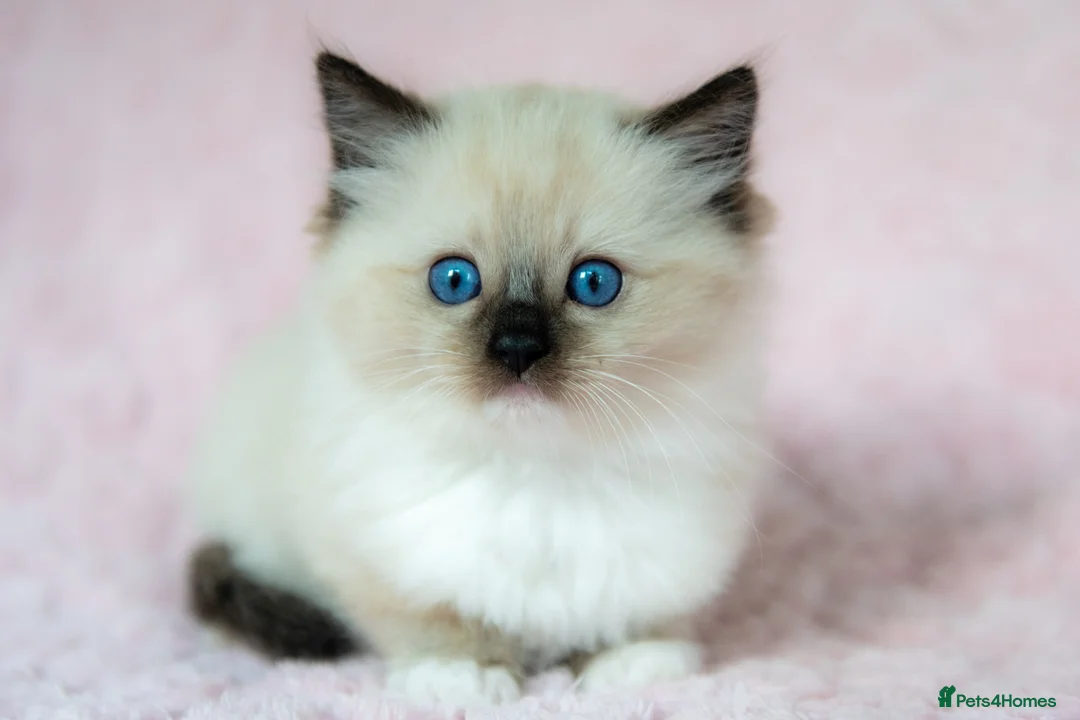Ragdoll cats for sale: Stunning Ragdolls Ready Now. - Advert 1