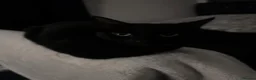 American Shorthair cats for sale: 3 female Cats. 1 mother, 2 daughters - Advert 3