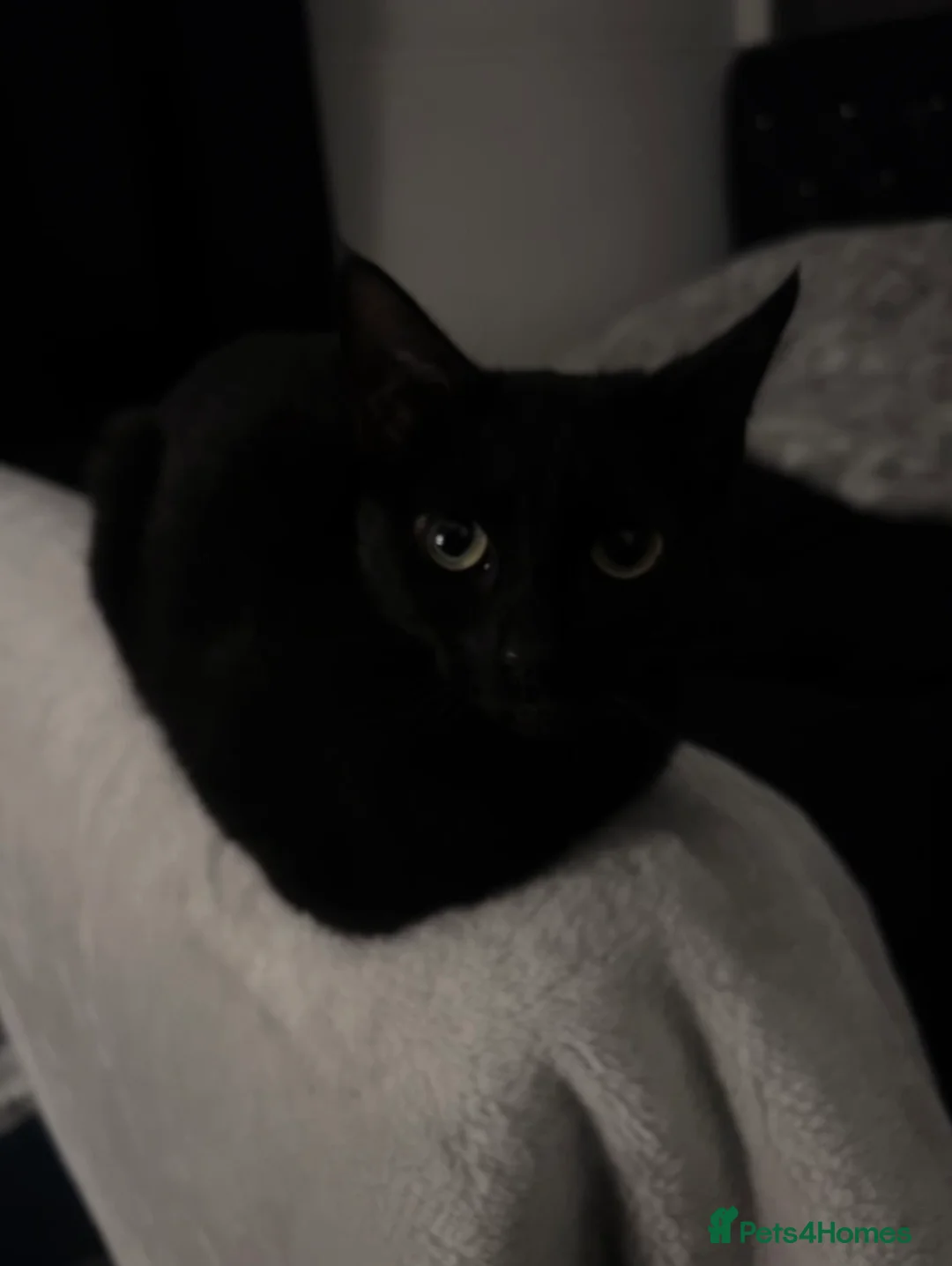 American Shorthair cats for sale: 3 female Cats. 1 mother, 2 daughters - Advert 3