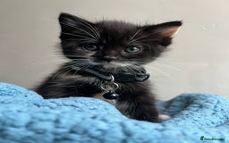 British Shorthair cats for sale:  Adorable Kitten Looking for Their Forever Homes! - Image 2