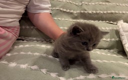 British Shorthair cats for sale: Gorgeous Kittens Ready to Find Their Forever Homes - Image 24
