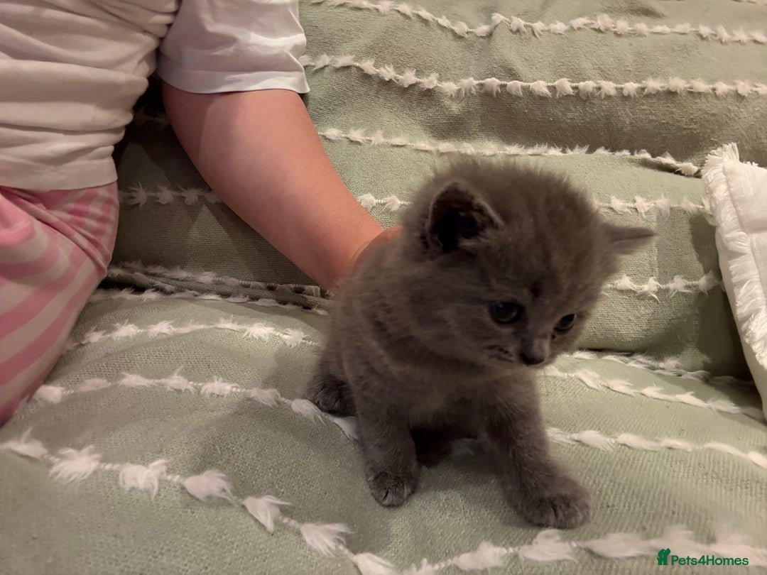 British Shorthair cats for sale: Gorgeous Kittens Ready to Find Their Forever Homes - Image 24