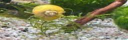 Snails fish for sale: Golden Apple Snails & Moss Balls  - Advert 6