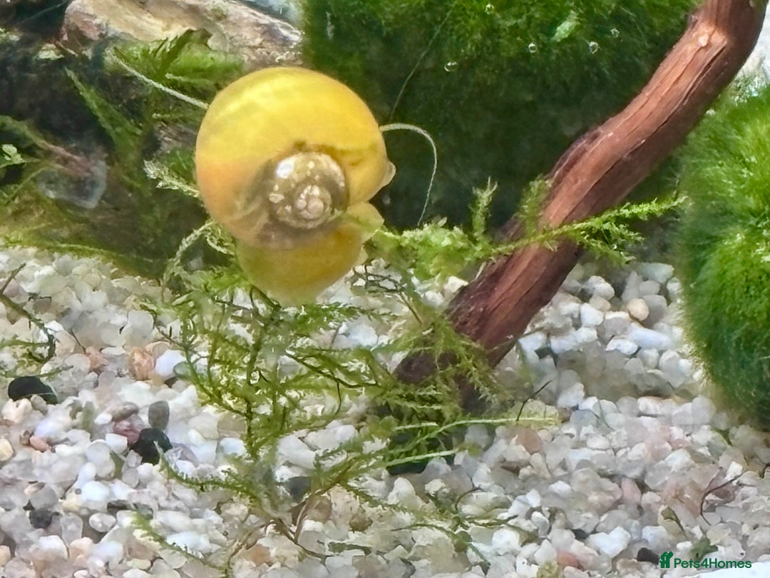 Snails fish for sale: Golden Apple Snails & Moss Balls  - Advert 6